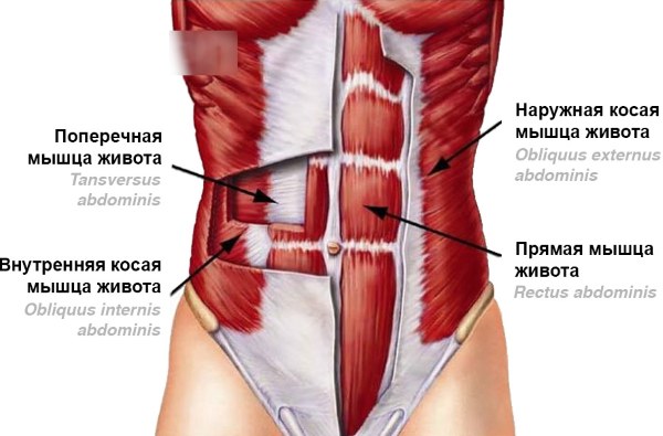 The oblique muscles of the abdomen in girls. Where are, anatomy, exercises, photo