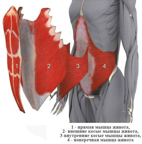 The oblique muscles of the abdomen in girls. Where are, anatomy, exercises, photo