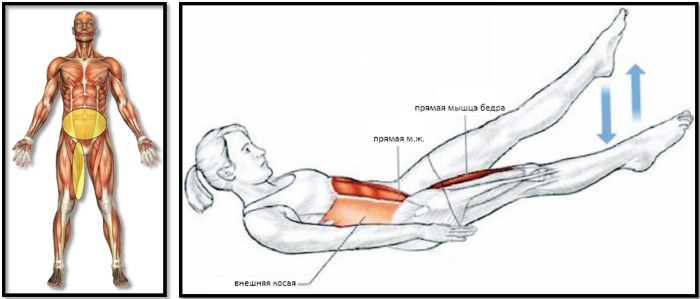 I muscoli obliqui dell'addome nelle ragazze. Dove si trovano, anatomia, esercizi, foto