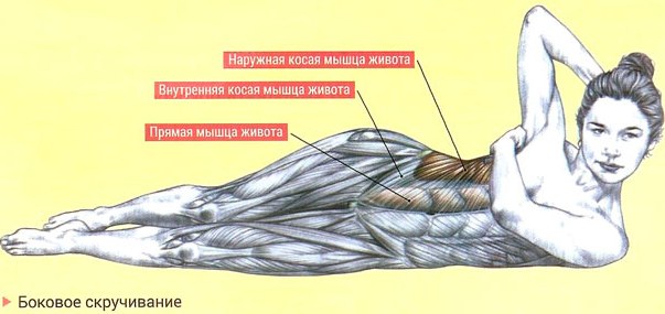 I muscoli obliqui dell'addome nelle ragazze. Dove si trovano, anatomia, esercizi, foto