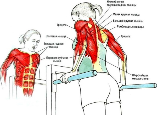 How to pump up arms, legs, abs. Circular training