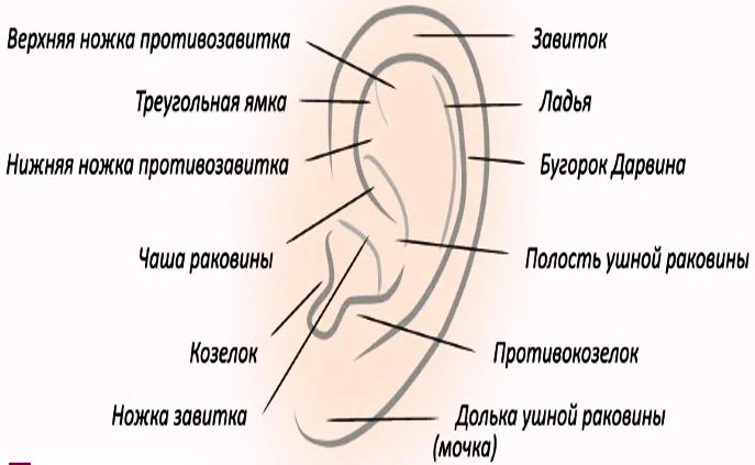 Ear surgery for lop-earedness. What is the price