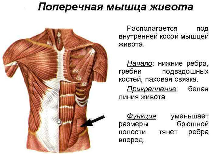 Muscolo addominale trasversale. Anatomia, funzione, allenamento addominali