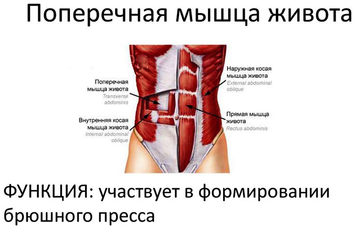 Transverse abdominal muscle. Anatomy, function, abs workout