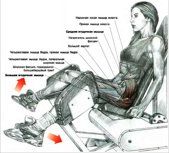 Breeding legs in the simulator while sitting, bending forward, standing. Technics