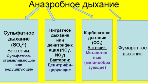 Anaerobic and aerobic exercise. What is it, differences