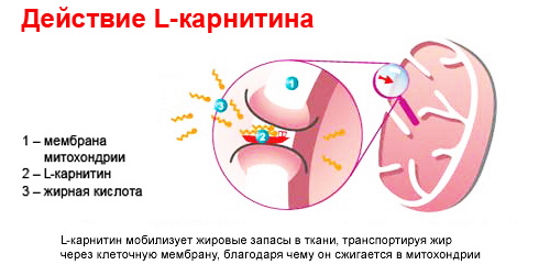 Isotonics. What is it, what is it for