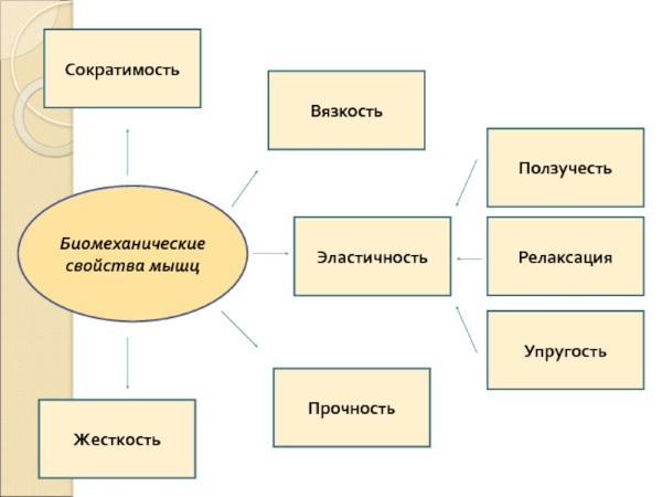 Strength in physical education. What is it, types, absolute, relative, development