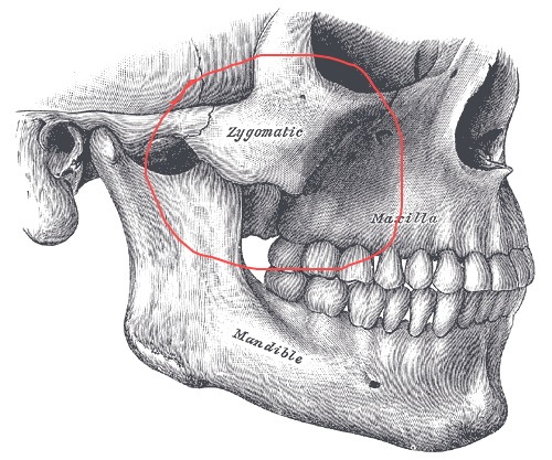 Gli zigomi sono dove sul viso, foto, anatomia, come fare