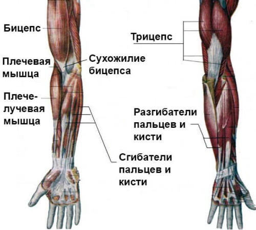 Exercise machines for hands in the weight loss gym. Names