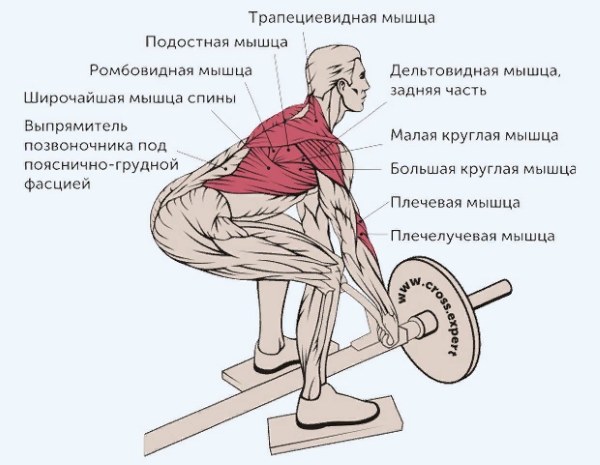 Bent-over T-Bar Row. What muscles work, execution technique