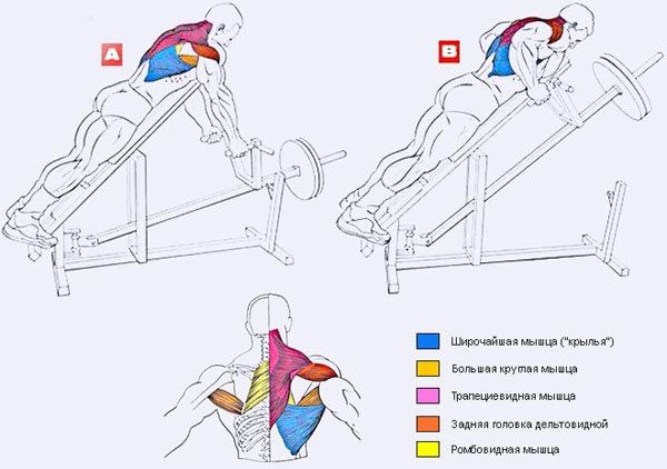 Bent-over T-Bar Row. What muscles work, execution technique