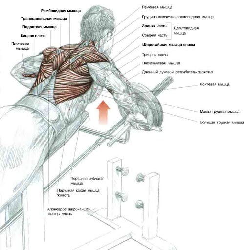 Bent-over T-Bar Row. What muscles work, execution technique