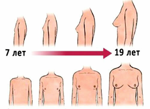 What to do to make the breast grow faster for a girl under 18