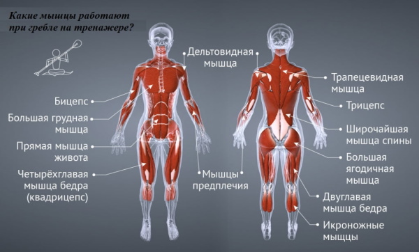 Rowing simulators (rowing) for home. Which muscles work, which one is better