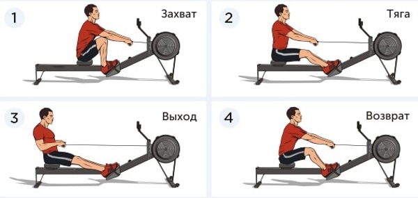 Rowing simulators (rowing) for home. Which muscles work, which one is better