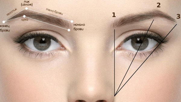 Types of eyebrows in girls. Photos, titles, correction, tattoo